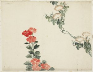 Corriola e flores vermelhas