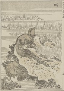 Badger, c. 1840 (impressão em xilogravura) de Katsushika Hokusai
