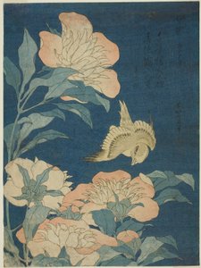 Canário e Peônia (Canário, shakuyaku), de uma série sem título de flores e pássaros de Katsushika Hokusai