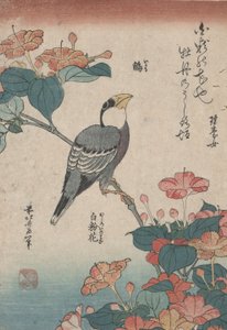 Grosbeak on Mirabilis, de uma série sem título chamada Small Flowers de Katsushika Hokusai
