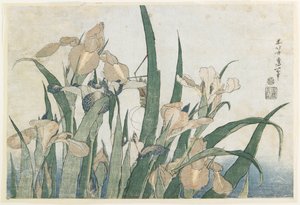 Iris Flores e Gafanhoto, c.1830-31 (impressão de woodblock de cor)