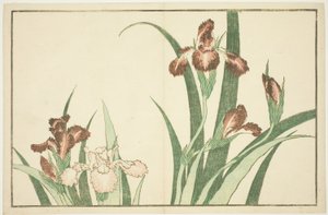 Iris, do livro ilustrado de pinturas realistas de Hokusai (Hokusai shashin gafu) de Katsushika Hokusai