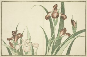 Íris, do livro ilustrado de pinturas realistas de Hokusai de Katsushika Hokusai