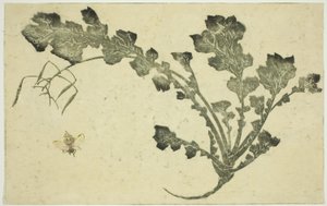 Caule de vespa e nabo, de "O livro ilustrado de pinturas realistas de Hokusai (Hokusai shashin gafu)" de Katsushika Hokusai