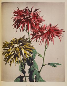 Crisântemo de Kazumasa Ogawa