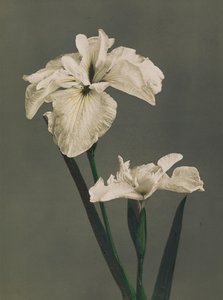 Iris Kaempferi, 1896 (colótipo colorido à mão)
