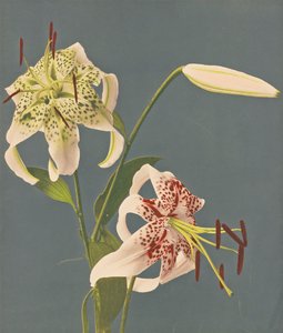Lírios, 1897 (colotipo colorido à mão)