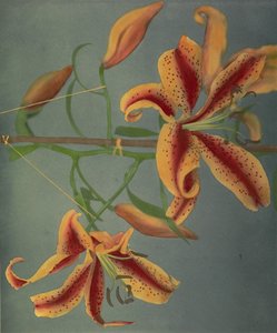 Lily, 1896 (colotipo colorido à mão)