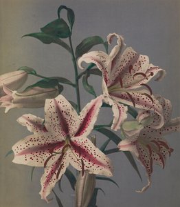 Lily, 1896 (colotipo colorido à mão)