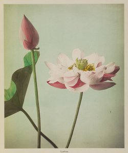 Lótus de Kazumasa Ogawa