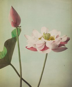 Lotus, 1896 (colotipo colorido à mão)