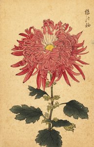 Crisântemo de pena rosa híbrido., 1893 (gravura) de Keika Hasegawa