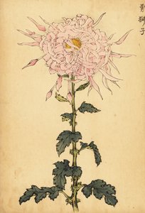 Crisântemo de aranha rosa híbrida.,1893 (gravura)