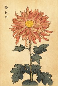 Crisântemo híbrido rosa-salmão., 1893 (gravura) de Keika Hasegawa