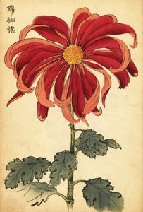 Escarlate híbrido e crisântemo rosa.,1893 (gravura) de Keika Hasegawa