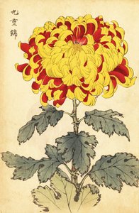 Crisântemo escarlate e amarelo híbrido., 1893 (gravura) de Keika Hasegawa