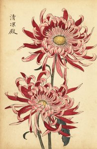 Crisântemo de aranha híbrido variegado rosa e escarlate,1893 (gravura)