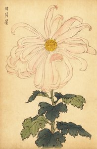 Crisântemo híbrido branco e rosa.,1893 (gravura) de Keika Hasegawa