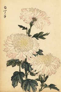 Crisântemo híbrido branco e rosa.,1893 (gravura)