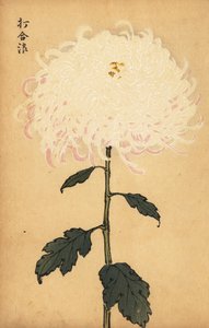Crisântemo branco híbrido.,1893 (gravura) de Keika Hasegawa
