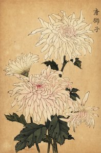 Crisântemo branco híbrido, crisântemo indicum. ,1893 (gravura)