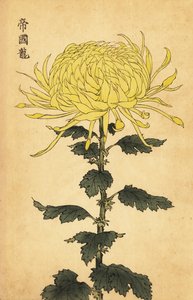 Crisântemo amarelo híbrido.,1893 (gravura)