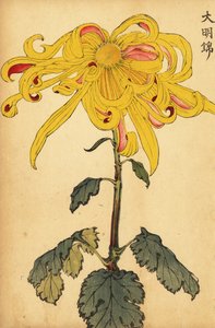 Crisântemo irregular amarelo híbrido.,1893 (gravura)