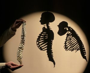 DOH, Os Primeiros Passos, Reconstrução da Coluna Vertebral, Bruce Latimer, Museu da Natureza de Cleveland... de Kenneth Garrett
