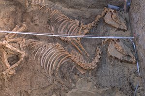 Escavação dos restos de dez burros junto a um recinto funerário real, Abydos, 2005 (foto) de Kenneth Garrett