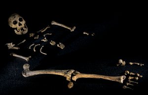 Esqueleto composto, com 1,80 m de altura, de indivíduos encontrados em Dmanisi, Dman..., 2008 (foto) de Kenneth Garrett