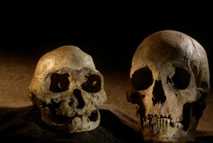 Crânio de Homo erectus, desdentado, e crânio humano moderno, Dmanisi de Kenneth Garrett