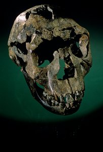 Turkana Boy, Quénia, Turkana Ocidental, Lago Turkana, KNMER-WT15000, H. erectus, Nariokotome..., 2008 (foto) de Kenneth Garrett
