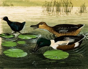 Patos e Drakes de Kenneth Lilly