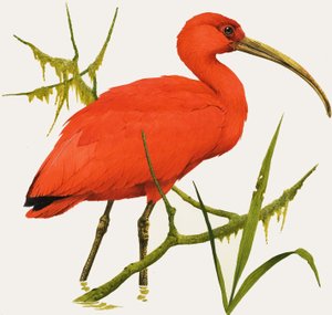 I de Ibis de Kenneth Lilly
