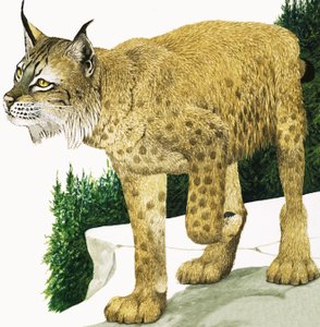 O lince de Kenneth Lilly