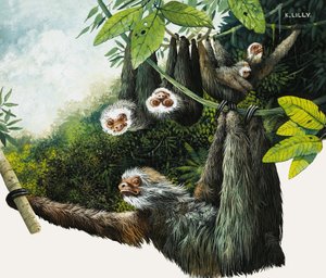 Preguiça de dois sapos de Kenneth Lilly