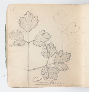 Página do Sketchbook: Columbine de Kenyon Cox