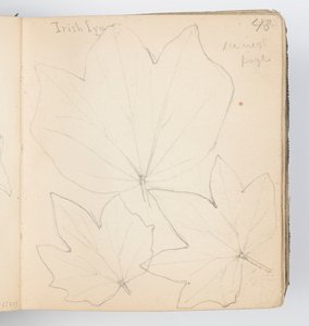 Página do sketchbook: folhas de hera irlandesas de Kenyon Cox