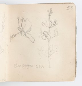 Página do Sketchbook: Esboço de Flor de Kenyon Cox