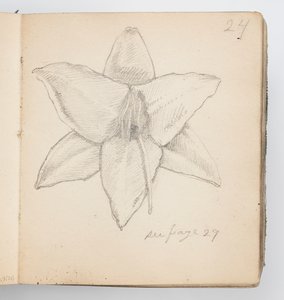 Página do Sketchbook: Lírio Amarelo de Kenyon Cox