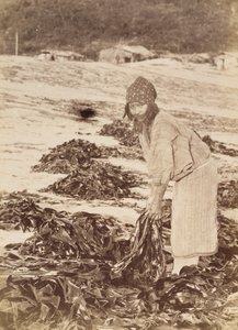 Mulher Ainu colhendo algas marinhas, por volta de 1900 (impressão em prata albúmen) de Kenzô Tamoto