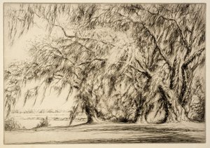 Carvalhos e musgos de Kerr Eby
