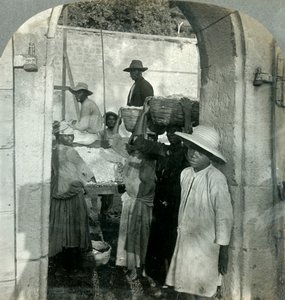Cacau fresco dos vagens, Dominica, BWI, 1893. de Keystone View Company