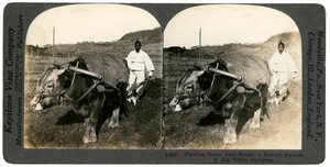 Cultivo perto de Seul, Coréia do Sul, anos 1900. de Keystone View Company