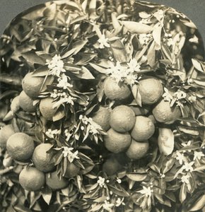 Flores alaranjadas e laranjas maduras que crescem na mesma árvore, Califórnia, c1900. de Keystone View Company