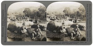 Resultado de uma manhã Hippopotamus Hunt no rio Mlembo, Rodésia, África, 1910 de Keystone View Company