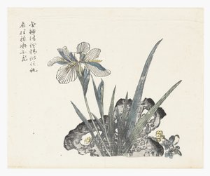 Jardim de sementes de mostarda de Ki Chang