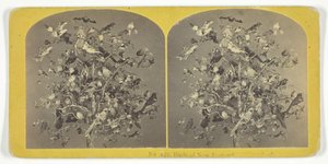 Pássaros da Nova Inglaterra, 185575. Criadores: Irmãos Kilburn, BW Kilburn.