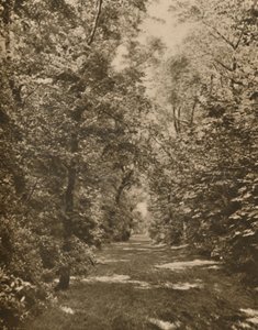 "A Woodland Glade Within A Few Hundred Yards of the Earl