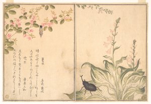  de Kitagawa Utamaro